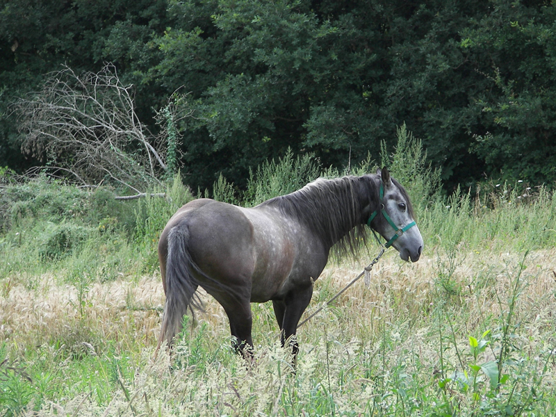 Cabalo gris